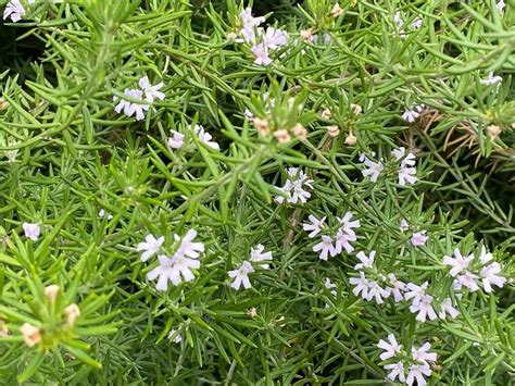 花植物|LOVEGREENの植物図鑑｜育て方、栽培方